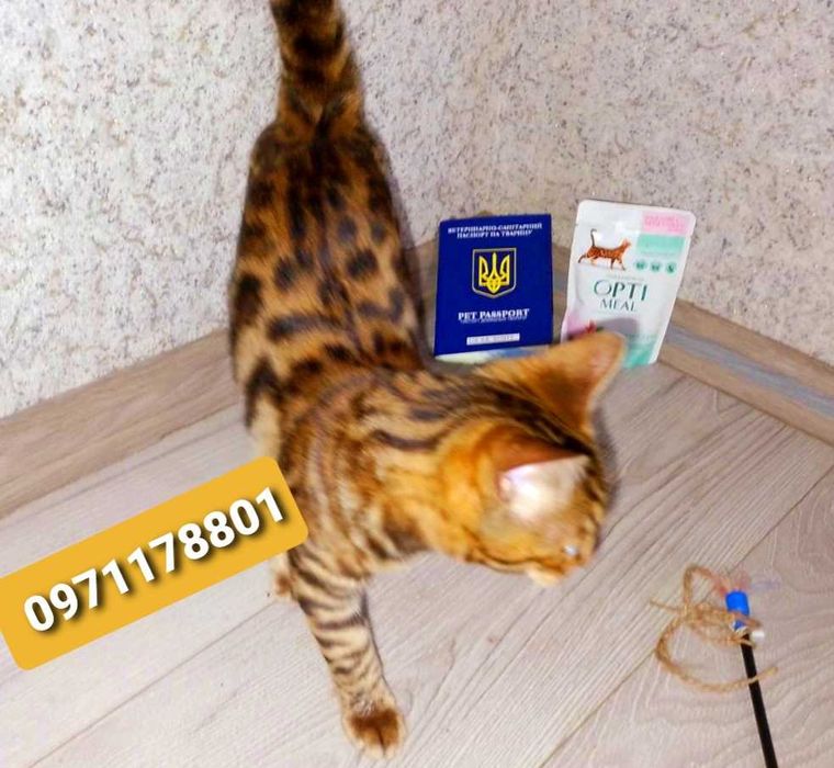 Початок літа час придбати міні-леопардочку