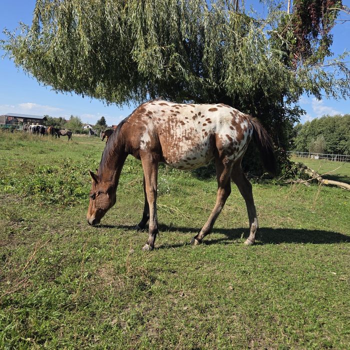 Klaczka malopolska odsadek