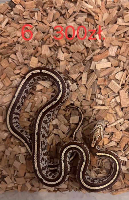 Weze zbozowe (hybrydy)