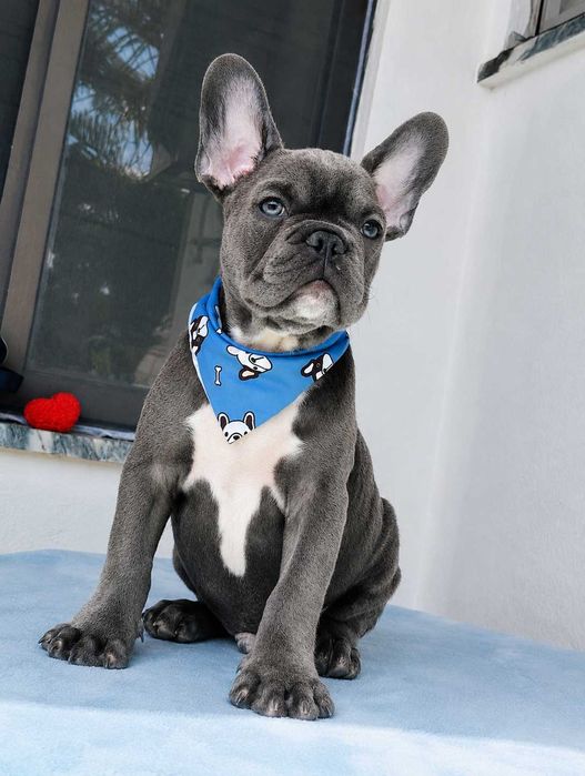 Buldogue francês macho