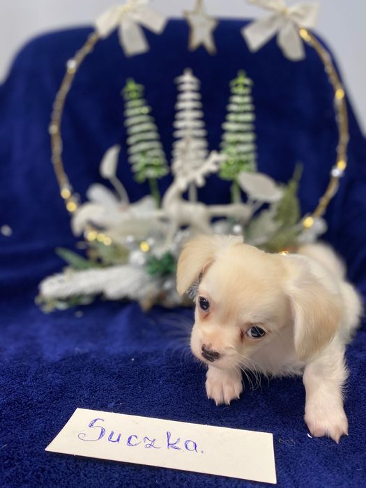 Sprzedam piękne jack chi