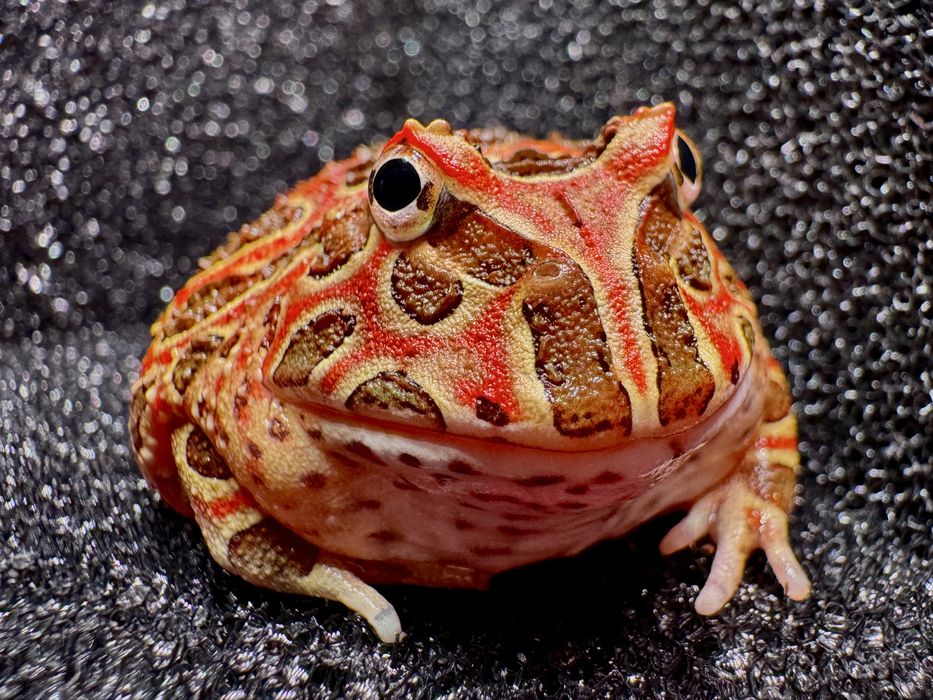 Żaba rogata Ceratophrys różne