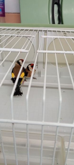 Algumas aves para cedência