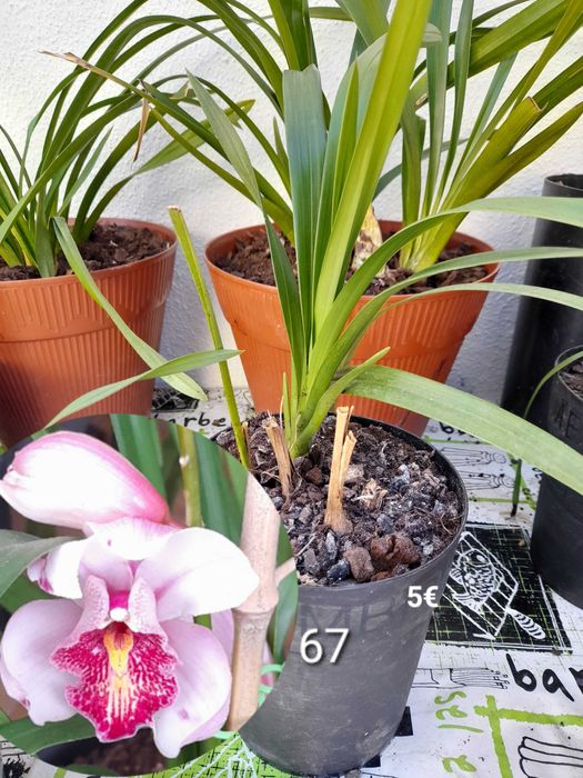 Orquídeas Lindas de várias cores