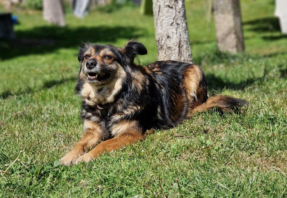 Chałka lękliwa sunia szuka domu