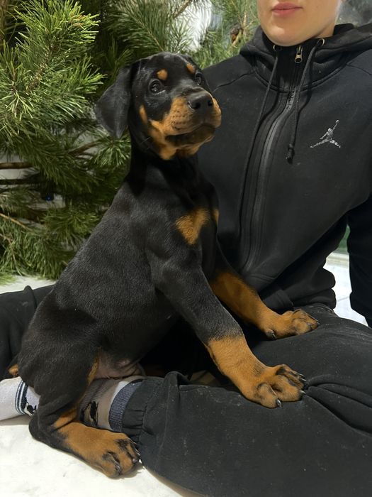 Щенки Добермана ТОП цуценя