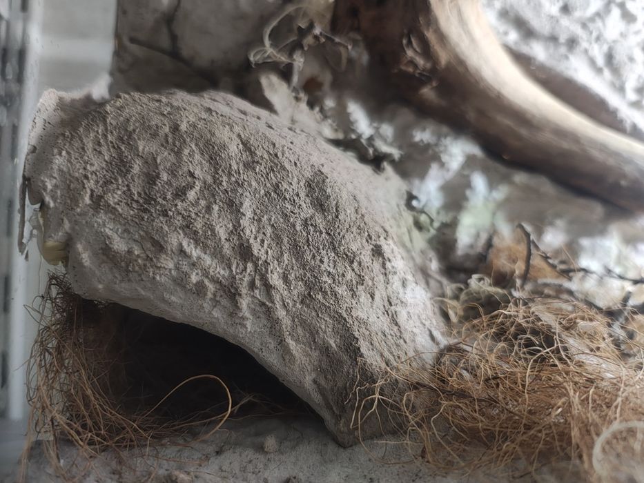 Terrarium ptasznik pająk