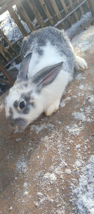 Продам кролів 300 грн шт