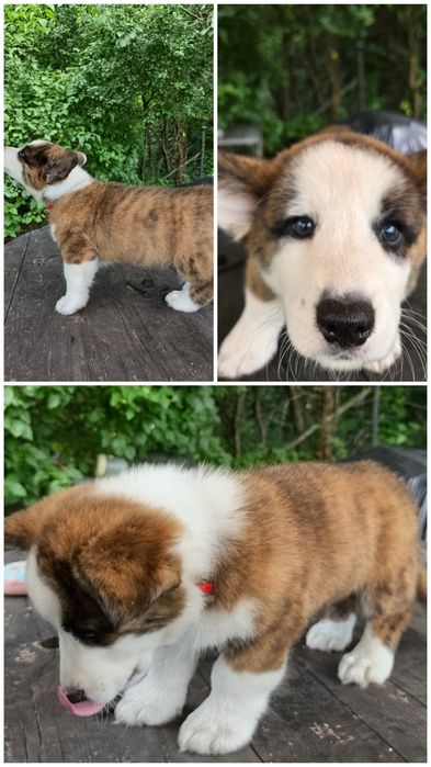 Welsh Corgi Cardigan