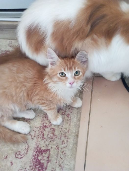 Мейн Кун девочка в рыжем окрасе