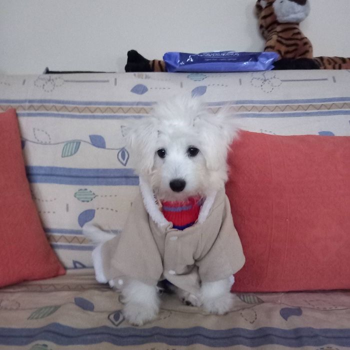 Мальтіпу. Цуценятка. Доставка