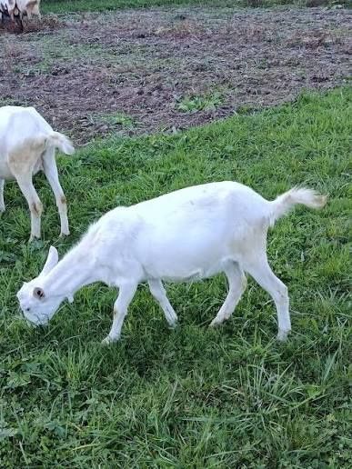 Продам козу Іру домашня