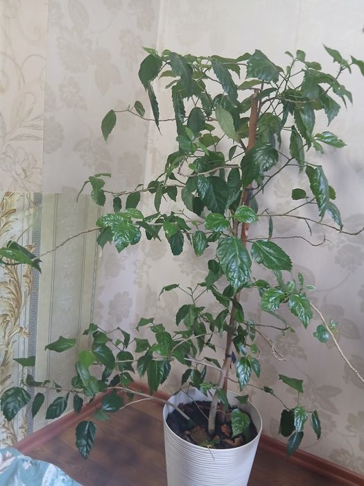 Продам Китайскую розу