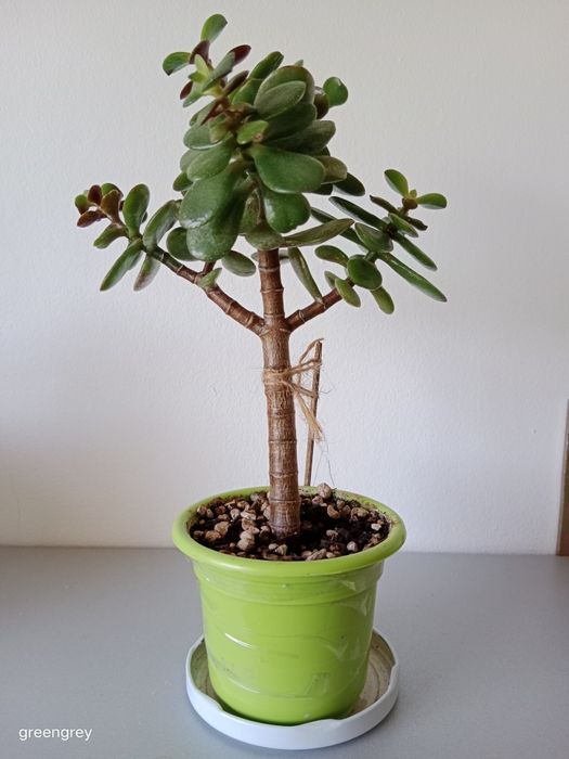Crassula ovata ‘Minor’
