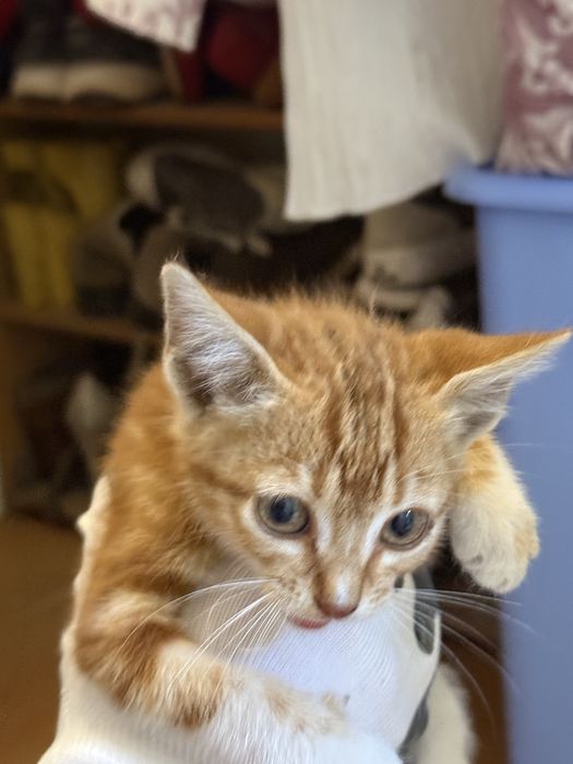Gato bebé cor de laranja