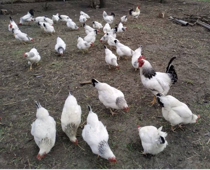 Курчата та інкубаційне яйце Адлер Серебристий