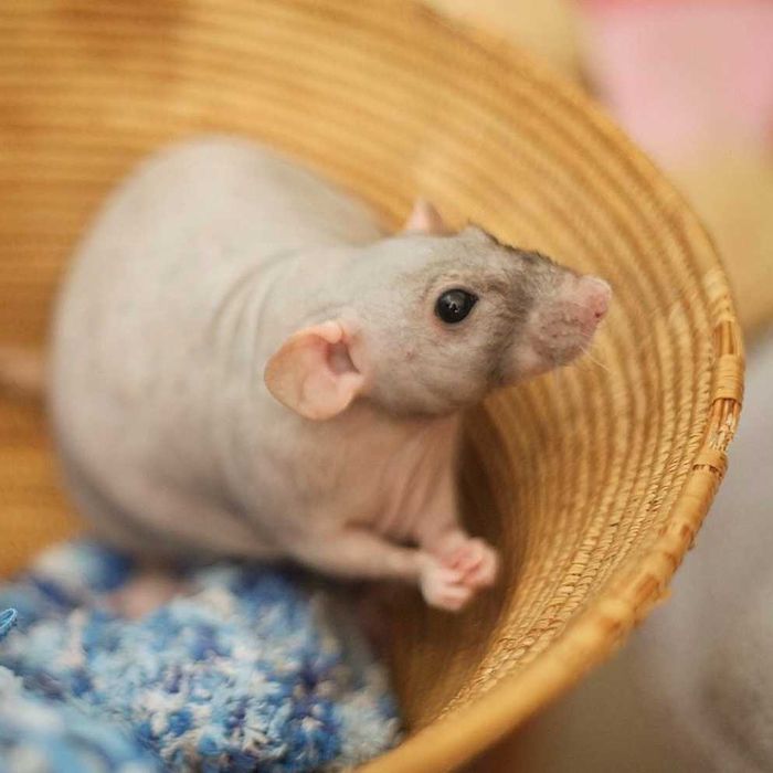 Щурик декоративний лисий пацючок, милі щурики