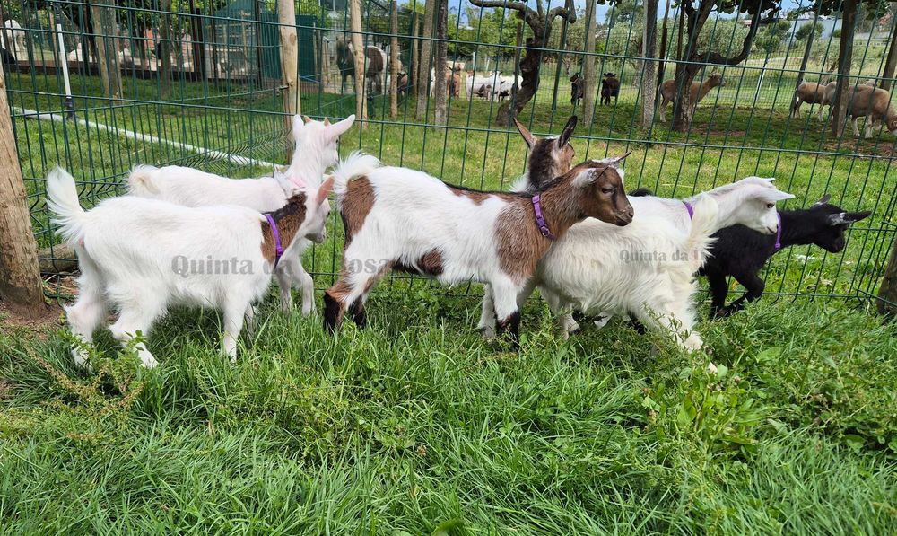 Cabras Fêmeas Micro Anãs e Anãs