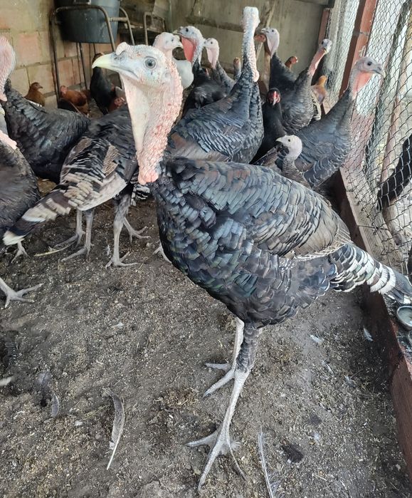 Perus do Campo - Bom porte