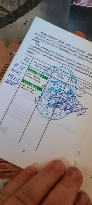 Канадский сфинкс для вязки
