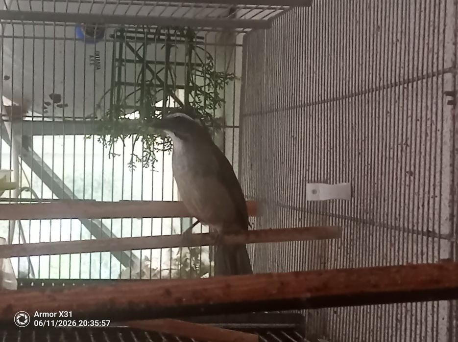 Trinca Ferro Macho Cantador