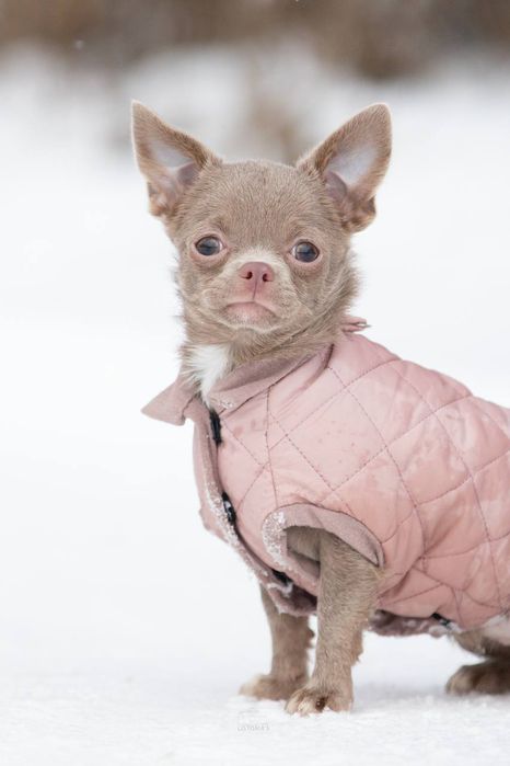 Маленька дівчинка чихуахуа КСУ Афіна