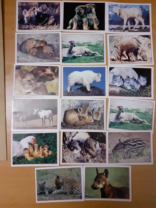 Cromos da Panini Baby animals