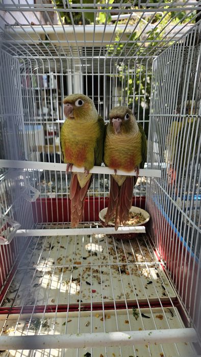 Pyrrhuras mollinae para acabar de criar a mão