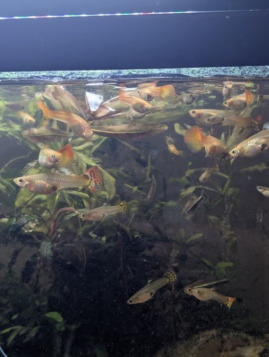 Guppies sortidos