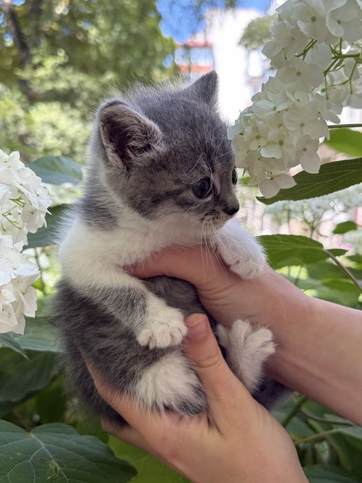 Кошеня дівчинка в добрі руки