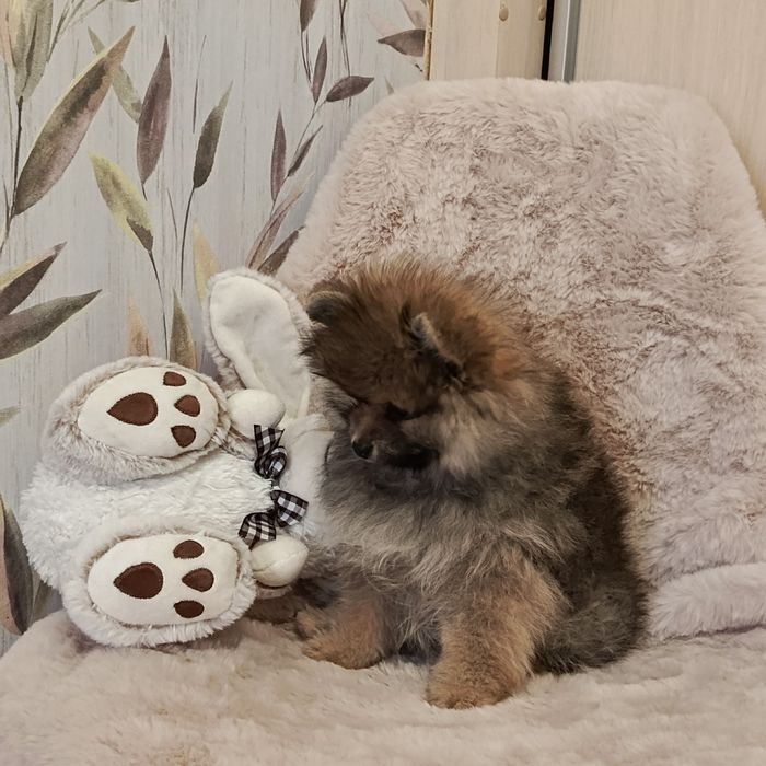 Цікавий хлопчик шпіцулі