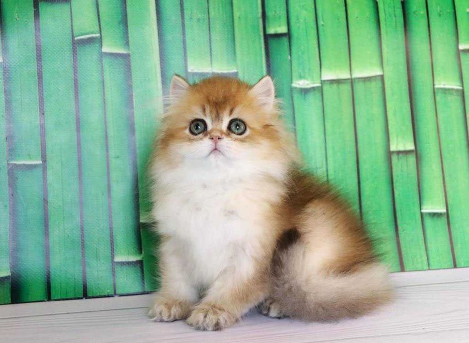 Продам британскую кошечка в золотом окрасе