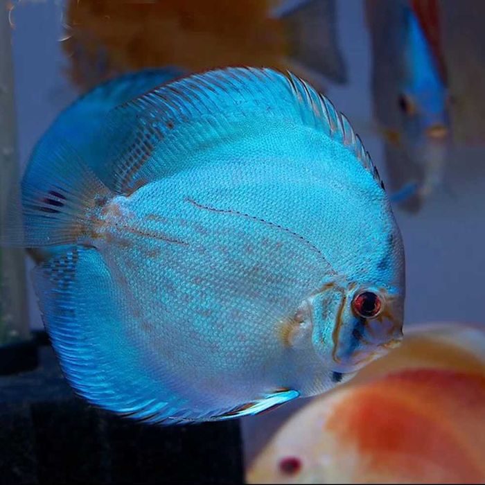 GB DYSKOWCE Paletka Blue Diamond | Rozmiar "XL" do 12 cm
