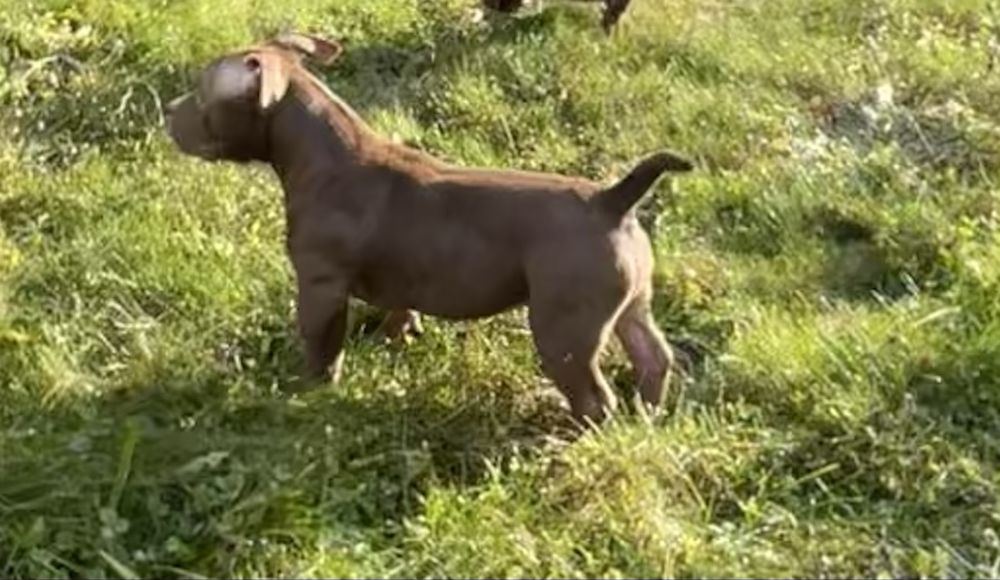 American Bully suczka