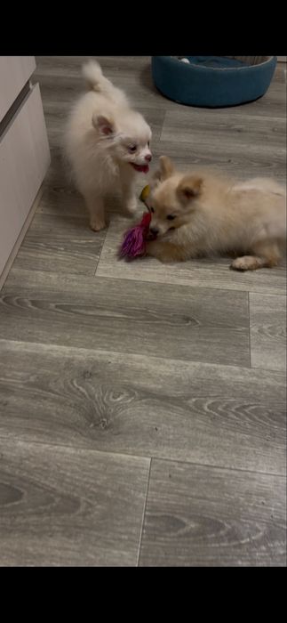 Два хлопчика від різних мамочек.