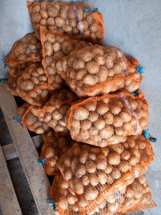 Ziemniak jadalny denar