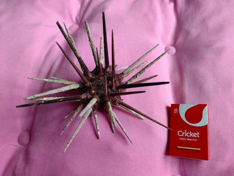 Jeżowiec morski dla kolekcjonera