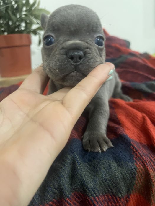 Filhote de Bulldog Francês - Blue