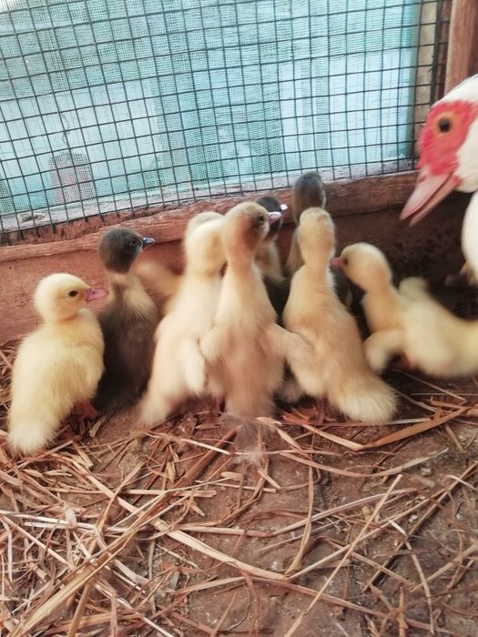Vendo patos mudos pequenos