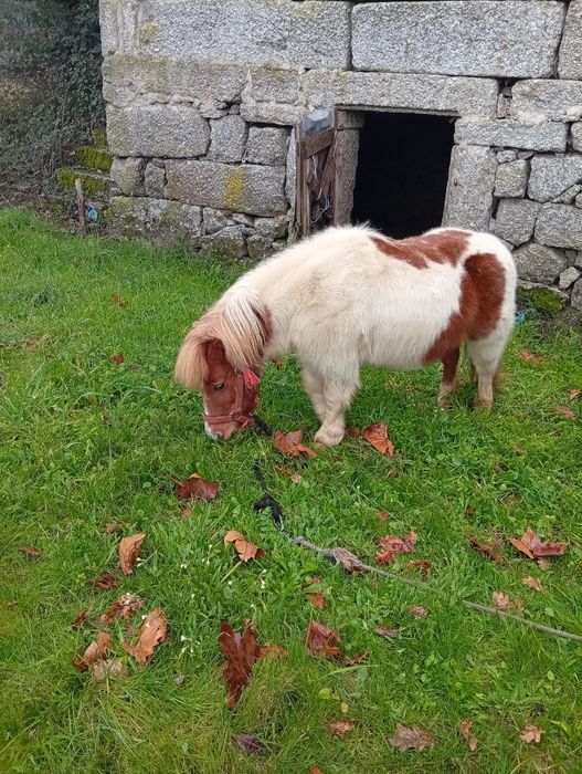 Vende-se pônei 6 anos ou troco