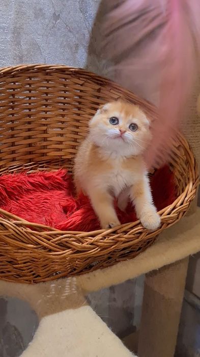 Шикарные шоу класса котята