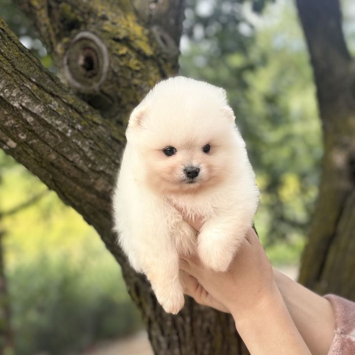 чудова дівчинка шоу классу