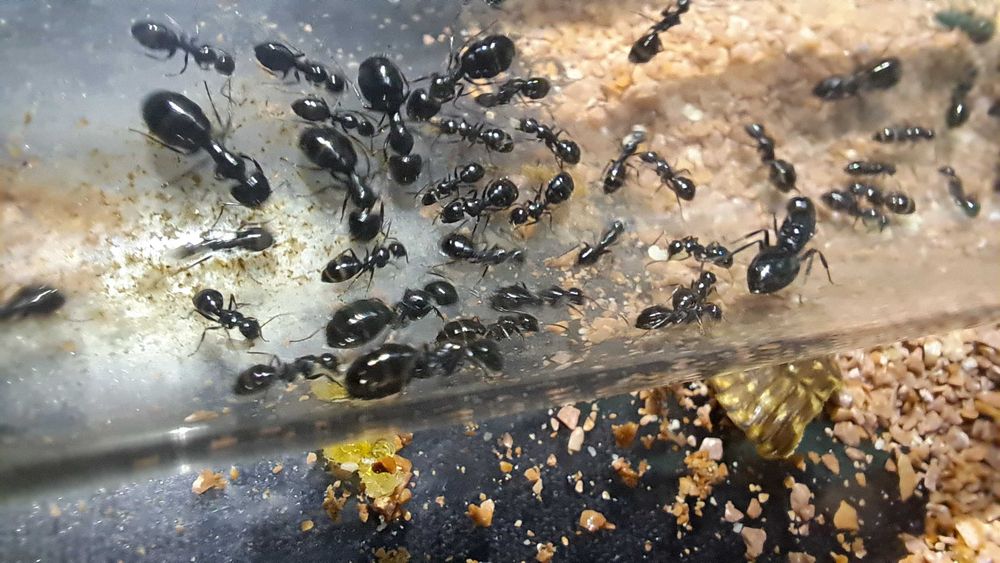 kolonia mrówki Camponotus piceus