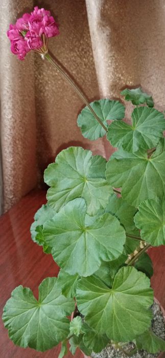 Продам квітку калачик рожевий