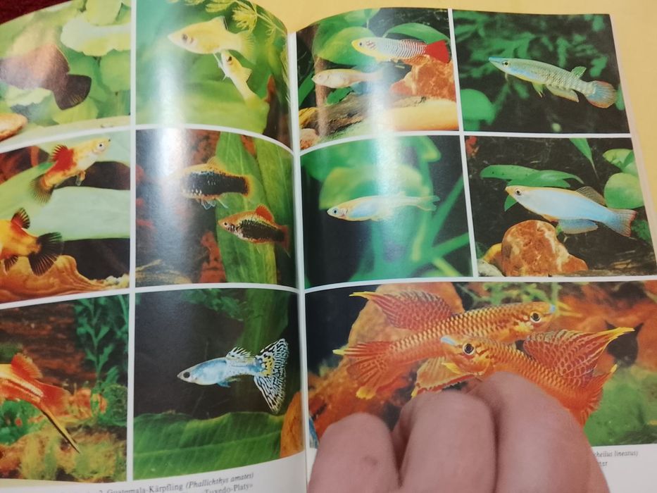 Аквариум. Всё с самого начала