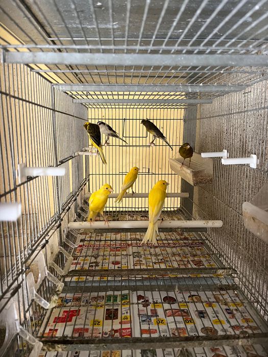 Llarguet 2025, aves premiadas