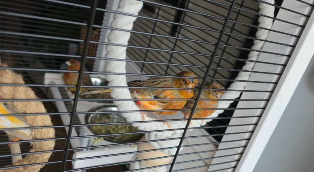 Kanarki śpiewające czerwone z koroną