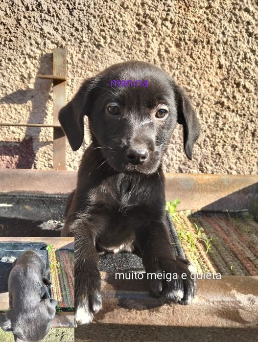 Cachorrinhos Labrador para adoção