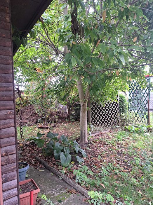 Działka ROD KORMORAN 300 m² Piłsudskiego - Widok 4
