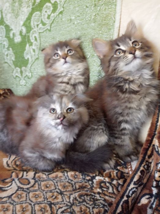 Віддам кошенят в дбайливі руки!